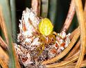 Araniella_cucurbitina_D2993_Z_88_NP De Hoge Veluwe_Nederland